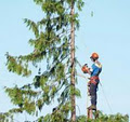 Welper's Tree Service image 1