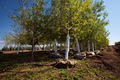 Wheatland Trees Ltd. image 4