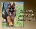 Woodside German Shepherds image 1