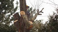 Alexander Tree Care-Certified Arborist image 3