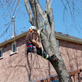 Alexander Tree Care-Certified Arborist image 5