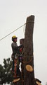 Alexander Tree Care-Certified Arborist image 6