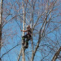 Alexander Tree Care-Certified Arborist logo