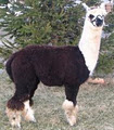 Brier Run Alpacas image 2