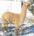 Brier Run Alpacas image 3