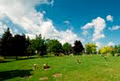 Glen Oaks Memorial Gardens image 3