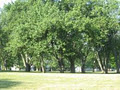 Huron Village Green image 5