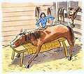 Kideup Equine Massage Therapy image 2
