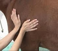 Kideup Equine Massage Therapy image 1