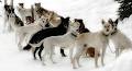 Kingmik Dog Sled Tours image 4