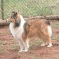 Lakeview Golden Shelties image 3