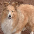 Lakeview Golden Shelties image 5