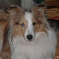 Lakeview Golden Shelties image 6