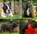 Rodbulls French Bulldog Breeders image 2