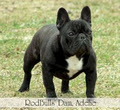 Rodbulls French Bulldog Breeders image 3