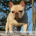 Rodbulls French Bulldog Breeders image 4