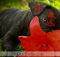 Rodbulls French Bulldog Breeders image 5