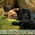 Rodbulls French Bulldog Breeders image 6