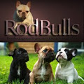 Rodbulls French Bulldog Breeders logo