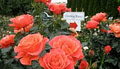 Select Roses image 4