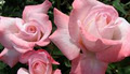 Select Roses image 5