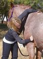 T Diamond Equine Health: Equine Massage Therapy image 1
