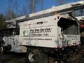 TREE SERVICE / TREE REMOVAL image 1