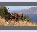 Wildhorse Mountain Ranch image 2