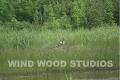 Wind Wood Studios image 5