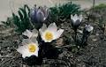 A L C L A Native Plant Restoration image 1