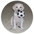 Adelphi Labrador Retrievers logo