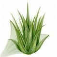 Aloe Vera Products in Brampton logo