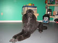 Aspen's-A Pet Grooming Place image 2