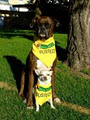 Bark Busters in Home Dog Training Toronto image 2
