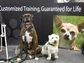 Bark Busters in Home Dog Training Toronto logo