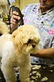 Barrie Poodle Salon image 3