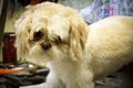 Barrie Poodle Salon image 4