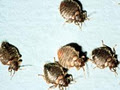 Bed Bugs Exterminator Toronto image 3