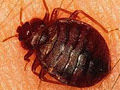 Bed Bugs Exterminator Toronto logo