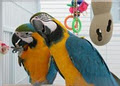 Canadian Parrot image 2