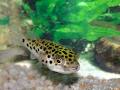 Captain Cichlids image 3