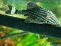 Captain Cichlids image 6