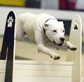 Centre Sportif Canin DogZworth image 4