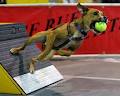 Centre Sportif Canin DogZworth image 6