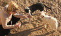 Companion Animal Behaviour Consultant image 4