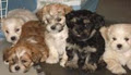 Copperfield Dog Grooming Ltd image 2