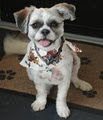 Copperfield Dog Grooming Ltd image 3