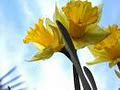 Daffodil Hill Nutrition logo