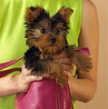 Designer Dogs Pet Spa image 2