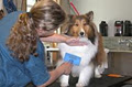 Designer Dogs Pet Spa image 4